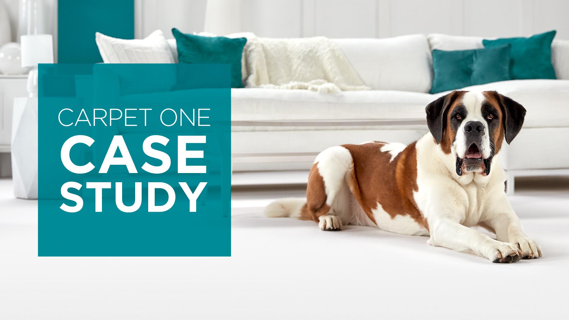 Carpet One: A spokesdog with a new POV